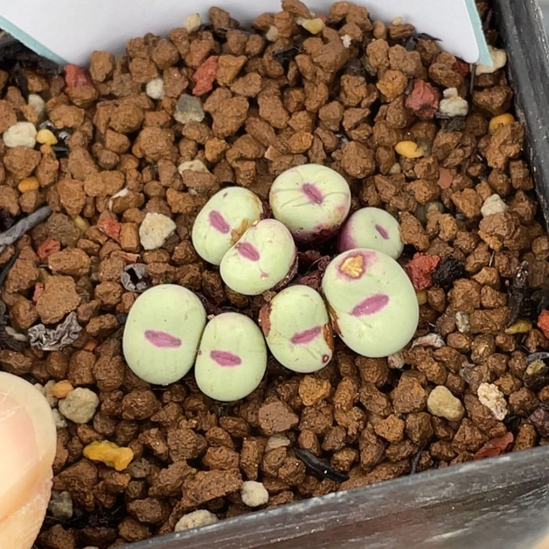 5***915-27肉锥多肉植物