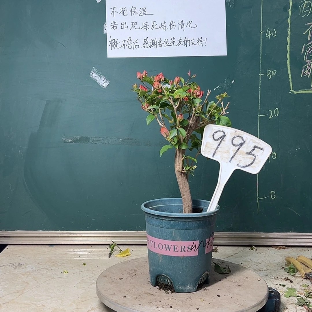 完全开放红灯笼995