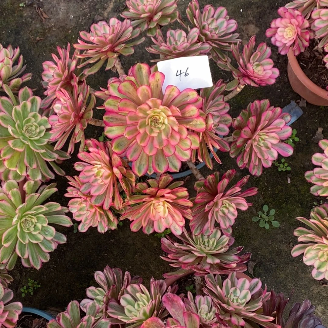 利***利46号白月光1颗多肉