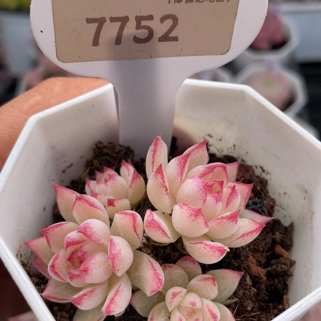 红边女王7752-4.5厘米