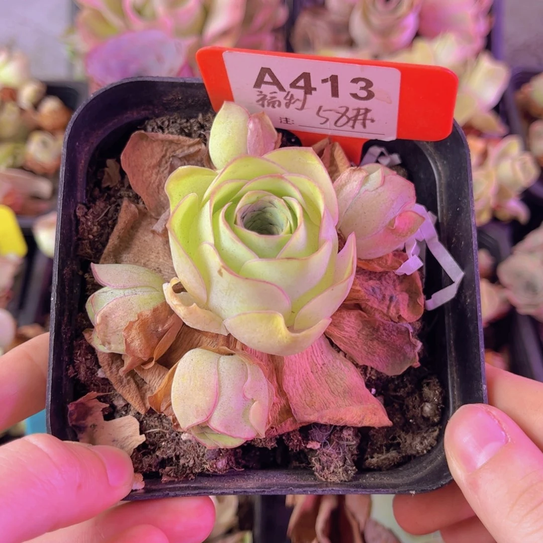 百***业单品一物一拍413号