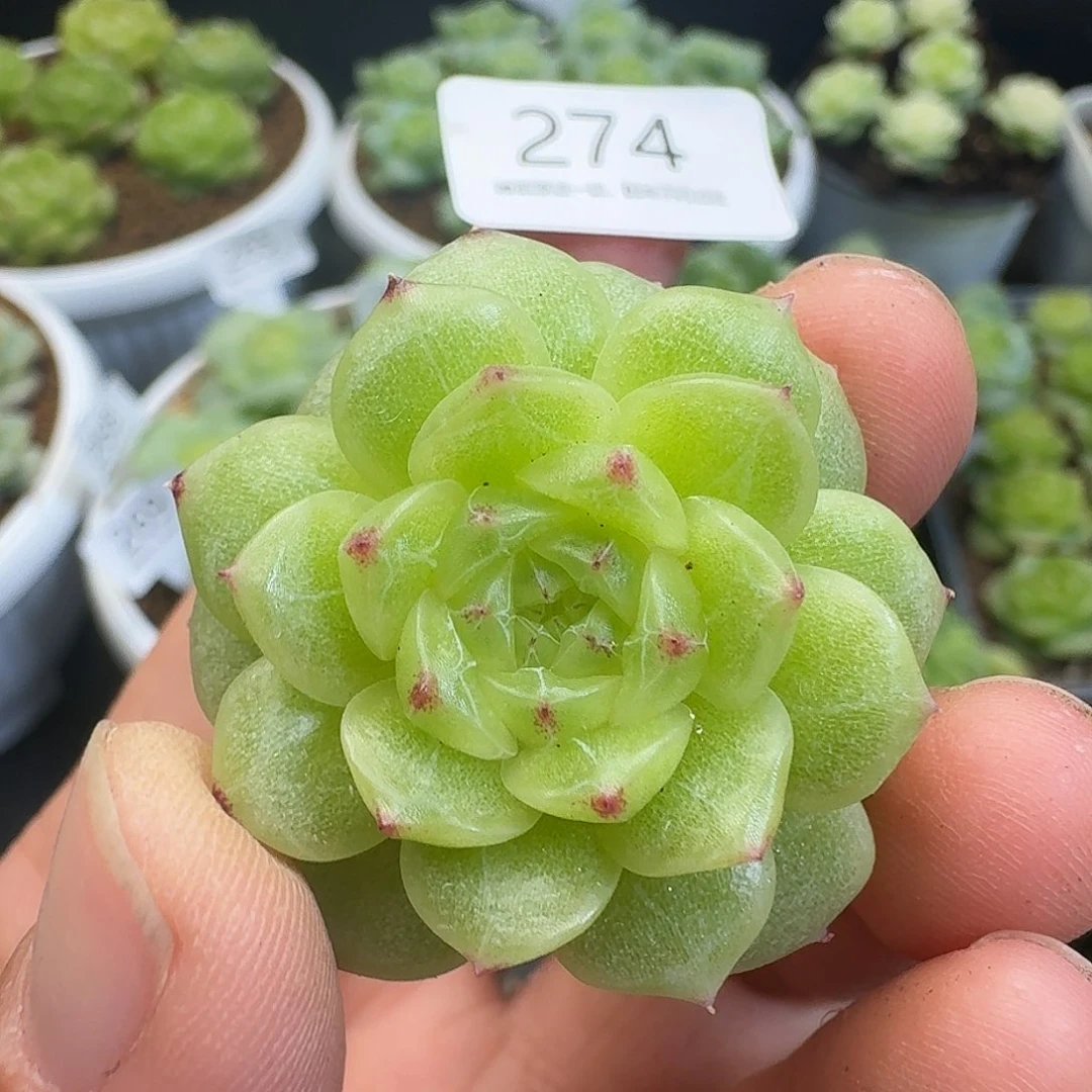 一物一拍一组904-274