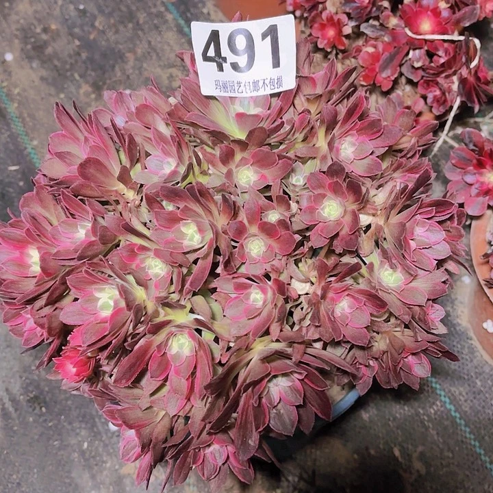 【闪购商品】蜂**人491莲花座2-2