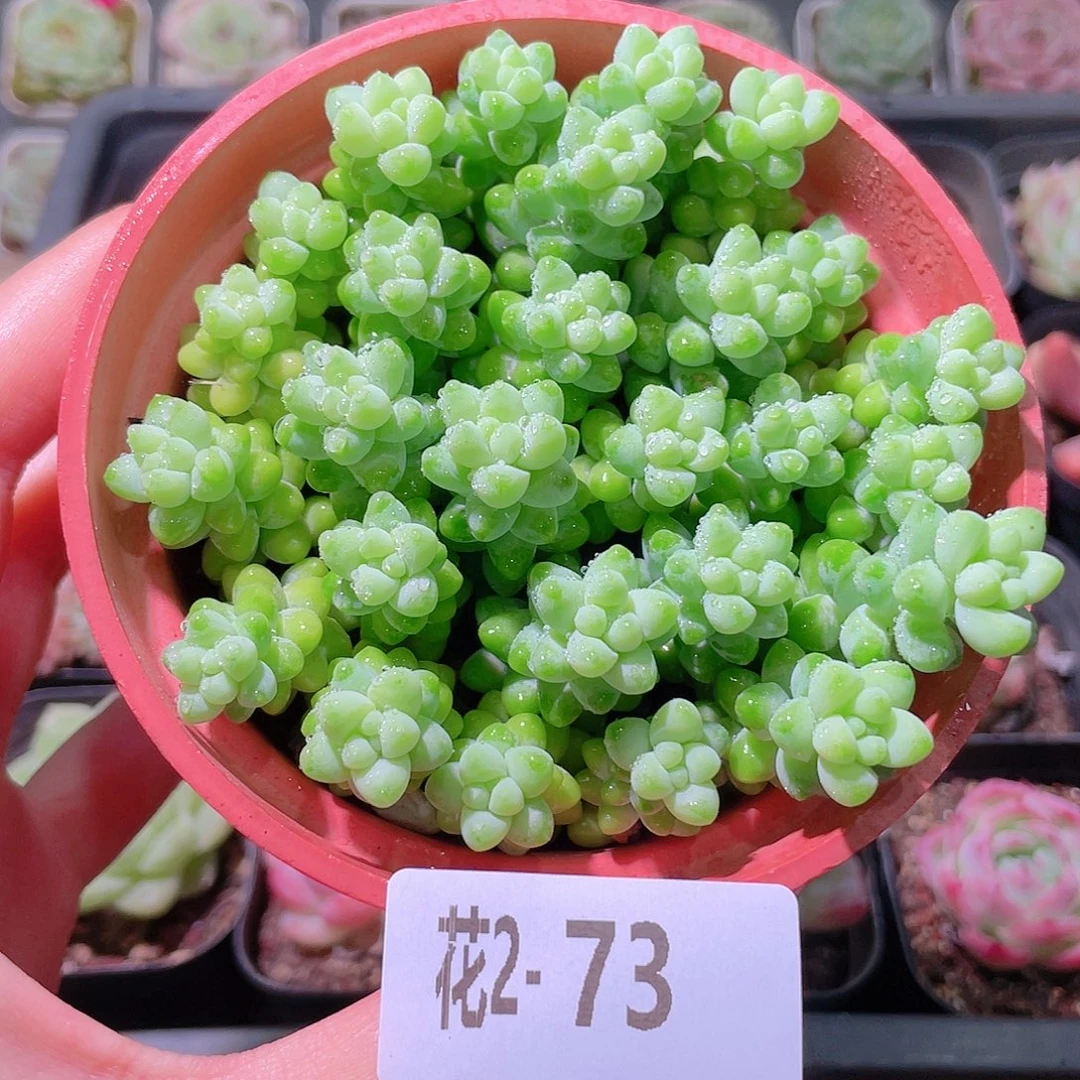 花利美2-73玉坠含盆