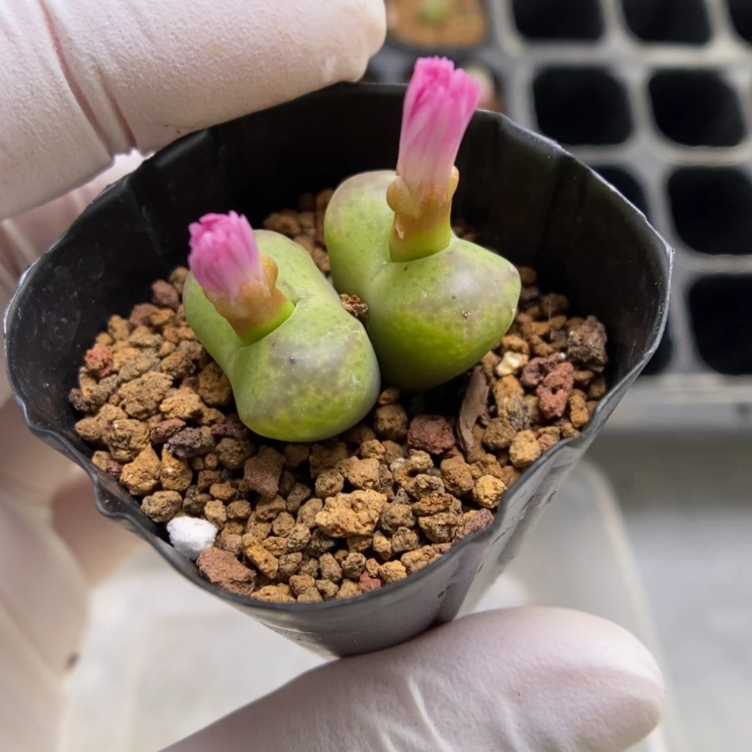 多肉植物肉锥杂交K-4305 福利