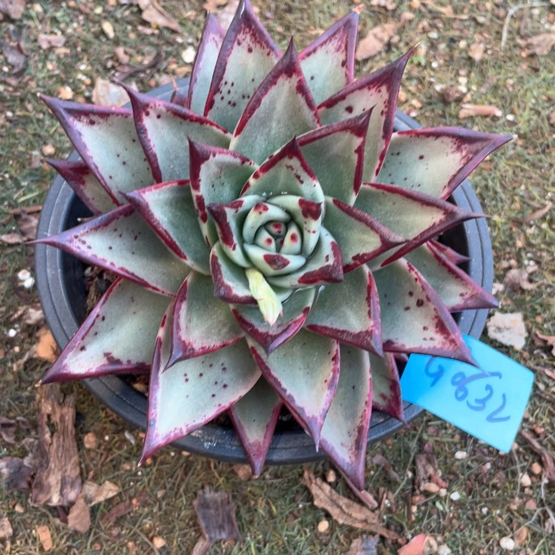 多肉植物多肉植物0632