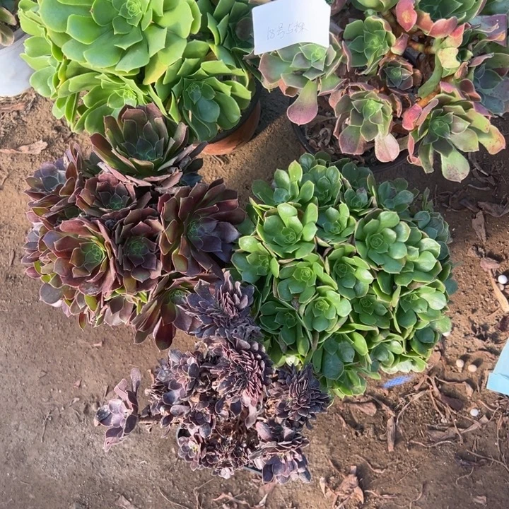 浪***花18号5颗多肉植物，不包断枝