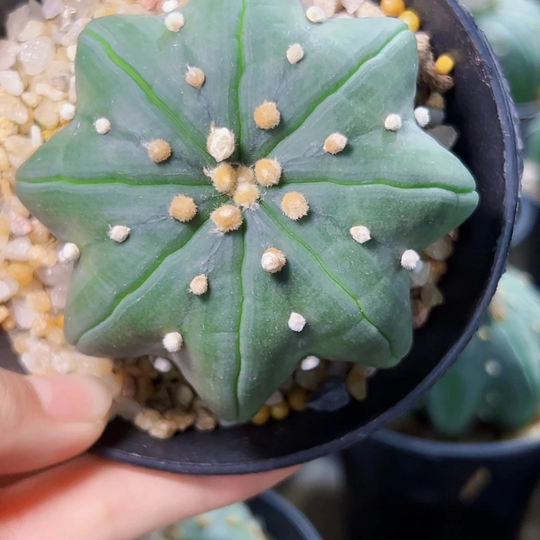 大波浪海星wwwwwwwww