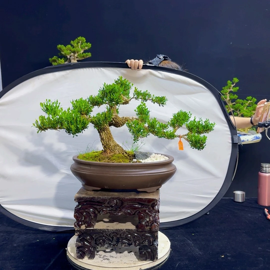 两***U高端黄杨盆景艺术