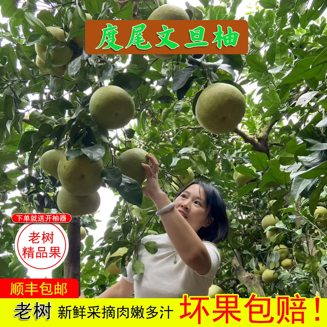 【顺丰包邮】度尾文旦柚红心无籽蜜柚3斤5斤10斤柚子老树当季水果