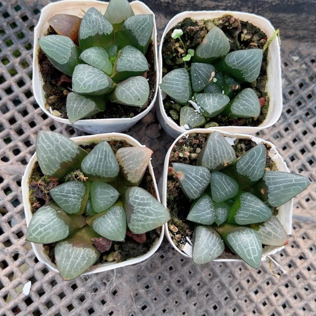 克多肉植物一颗多肉