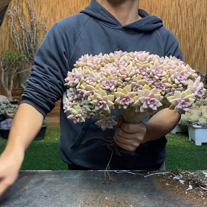 陈***俊101号淡雪多肉植物