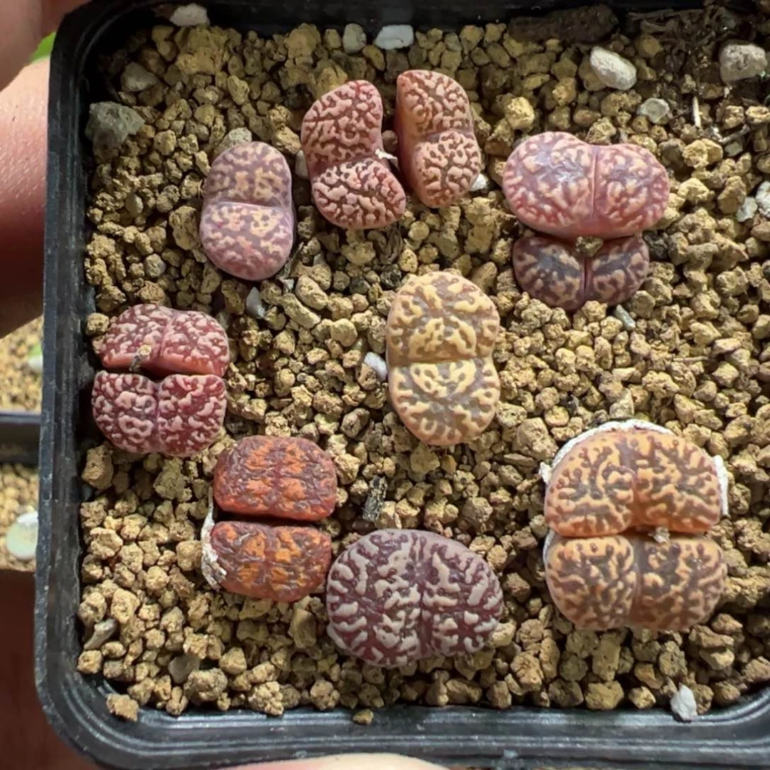5-162肉锥多肉植物，