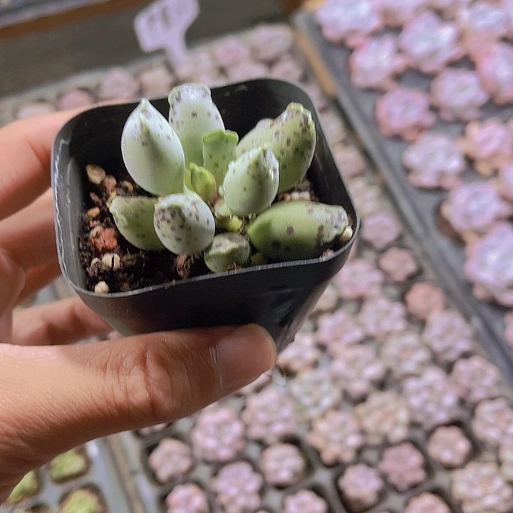 精品海豹脱土发多肉植物