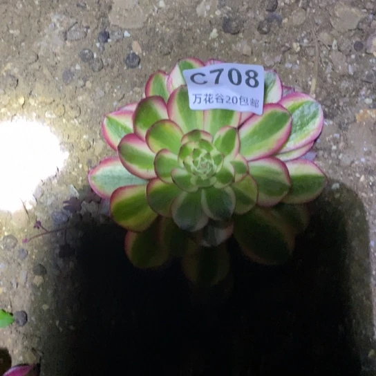 708万白多肉植物