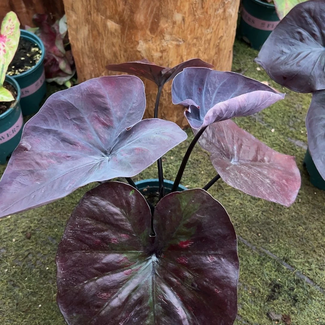 无花朵大紫玉泰彩养定36