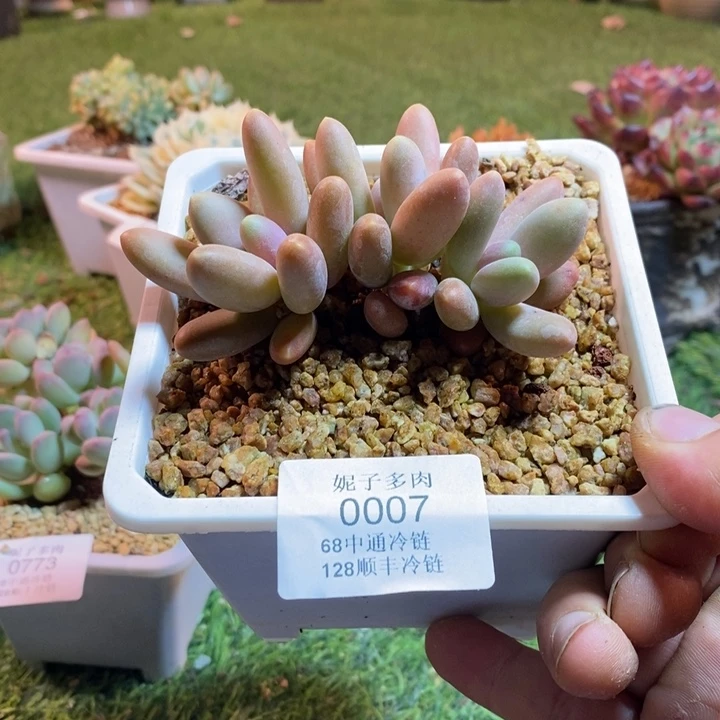 0007啊啊啊啊啊啊啊啊啊啊啊