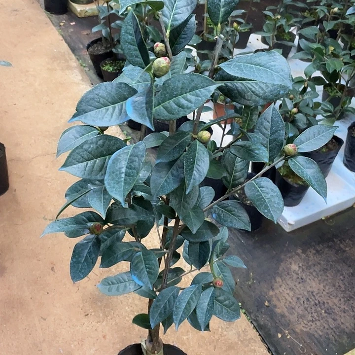 完全开放咪依噜嫁接两刀大苗抢