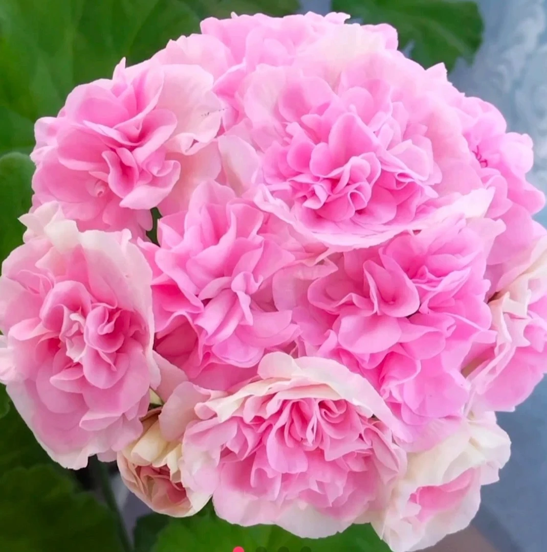 【达娜娅】新品130杯直立大花天竺葵重瓣大花球