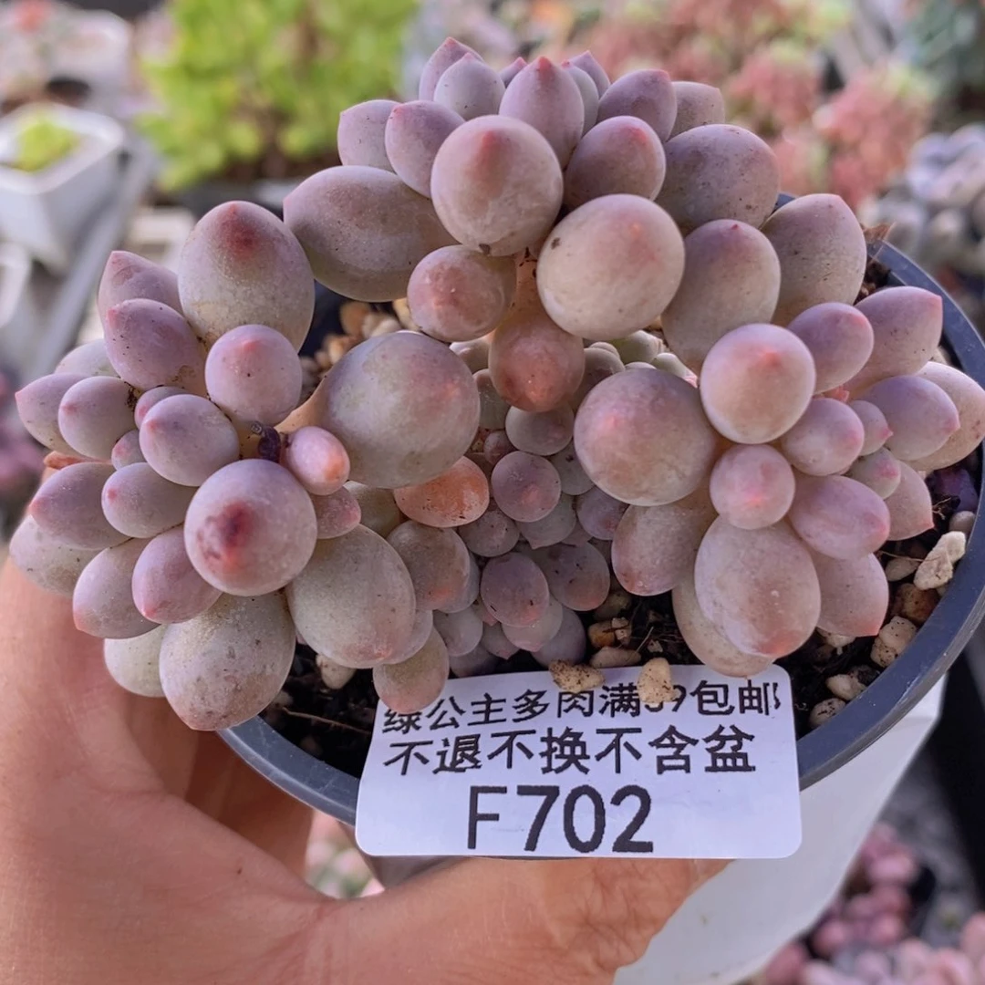 香水手指奶7cm702多肉植物