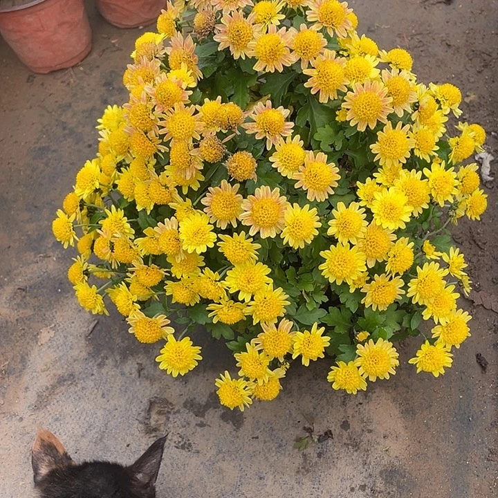 微***蓝38菊花菊花菊花家