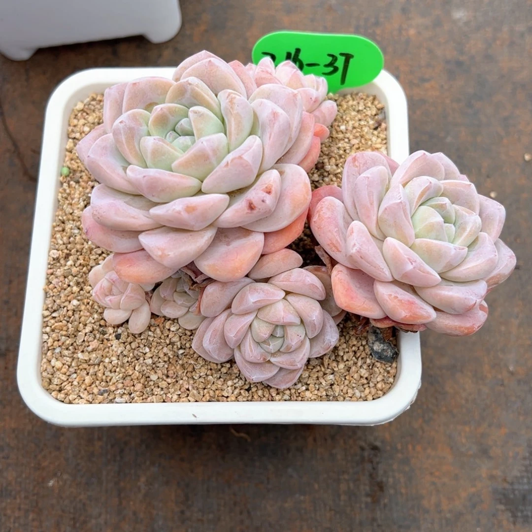 8*2.16.37冰玉多肉