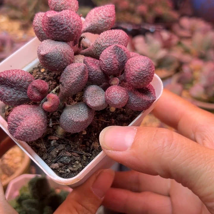 一物一拍，感谢支持