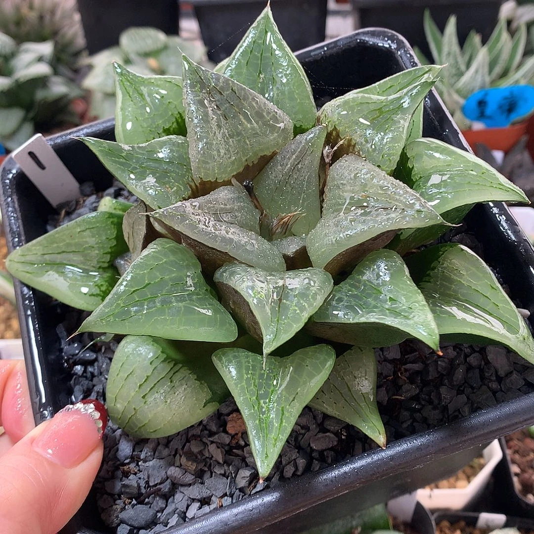 1号阿寒湖寿一物一拍