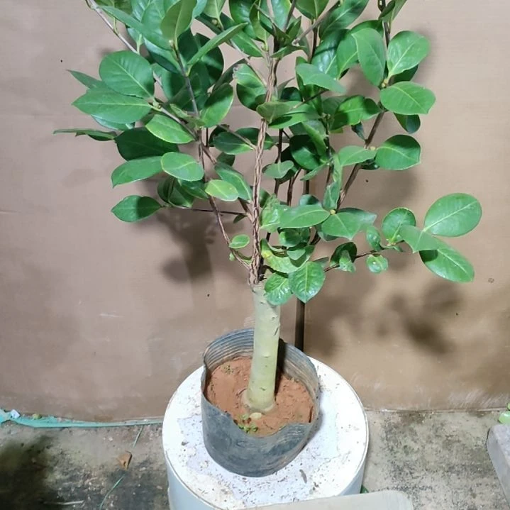 986恨天高，原盆原土发货，不包邮