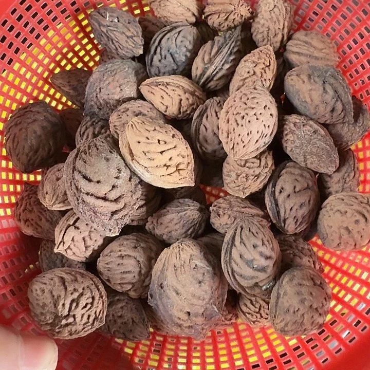 冬不落正月桃枭10颗
