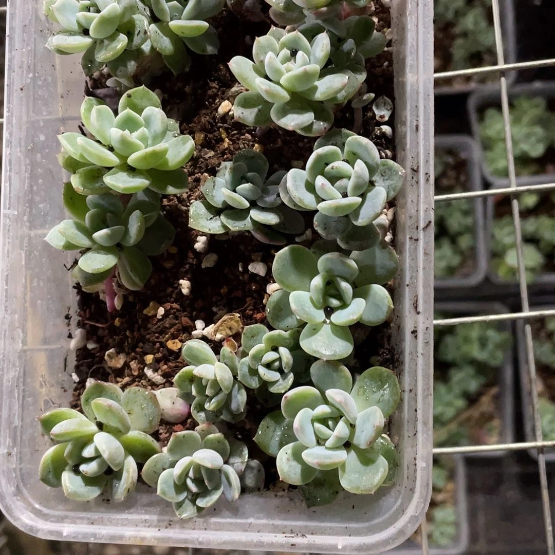 败*冰梦一物一拍349