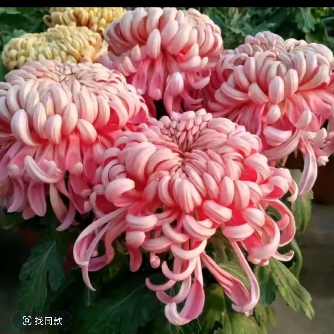 【沉香台】精品菊花耐寒耐热阳台地栽