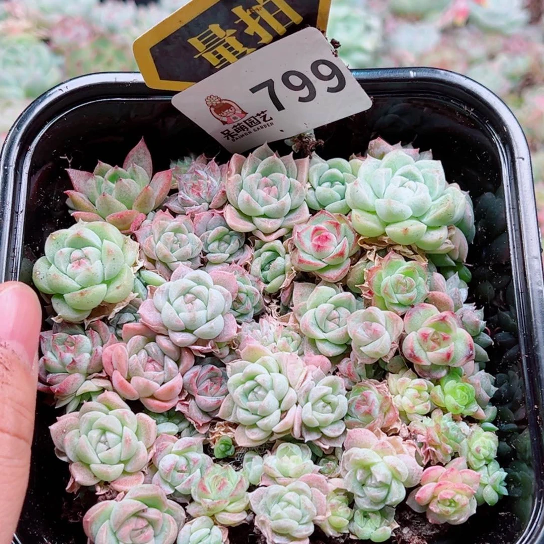 多肉植物多肉植物