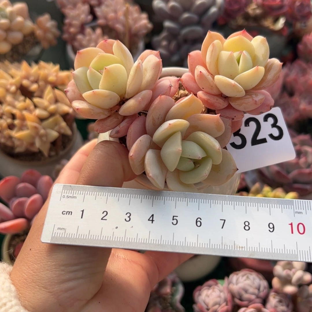 ?****323 多肉植物组合