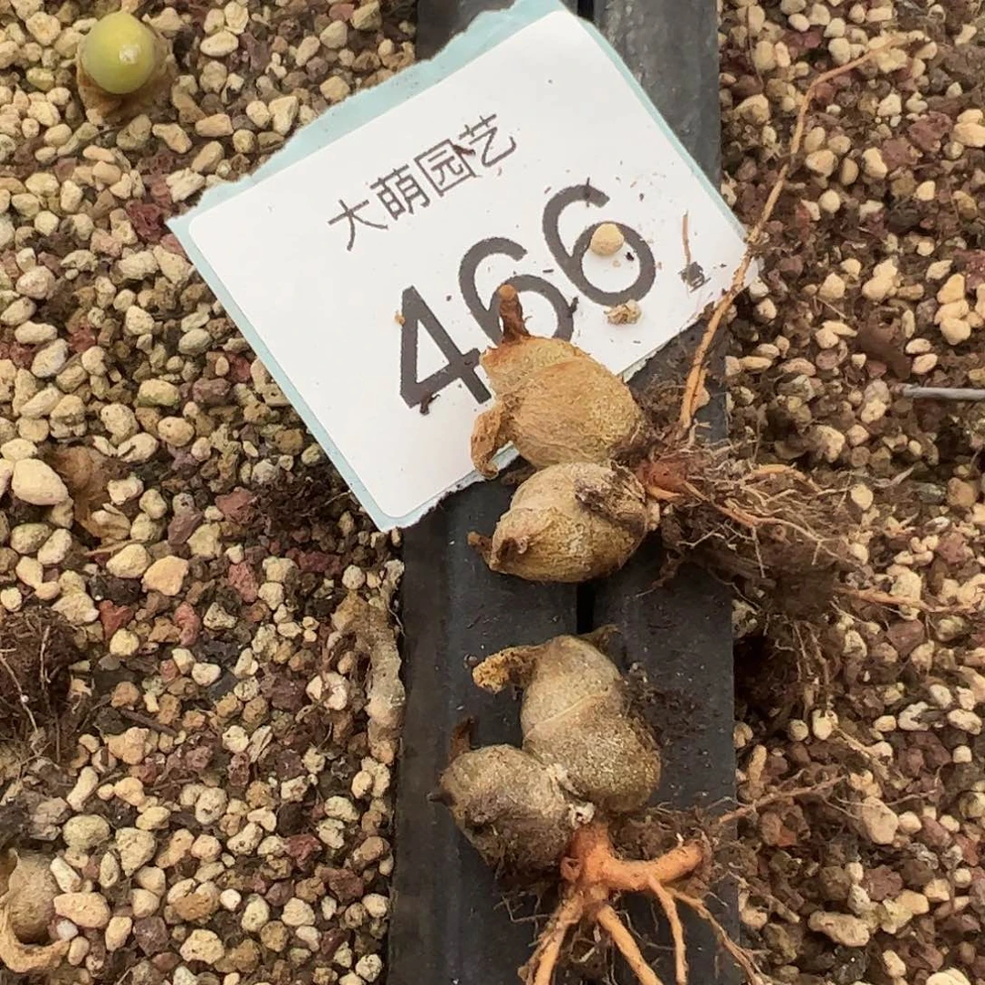 量拍以下1颗，。    466