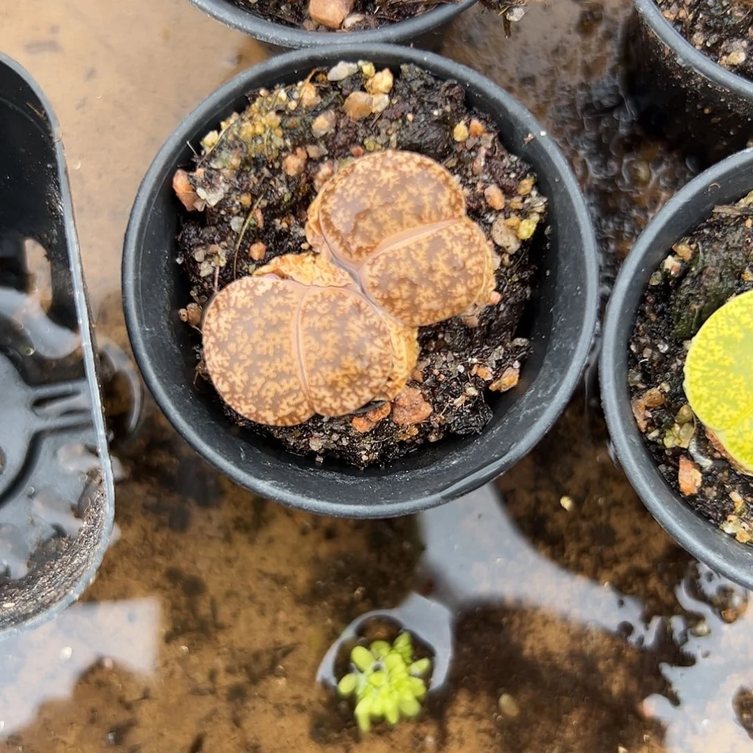 多肉植物多肉植物