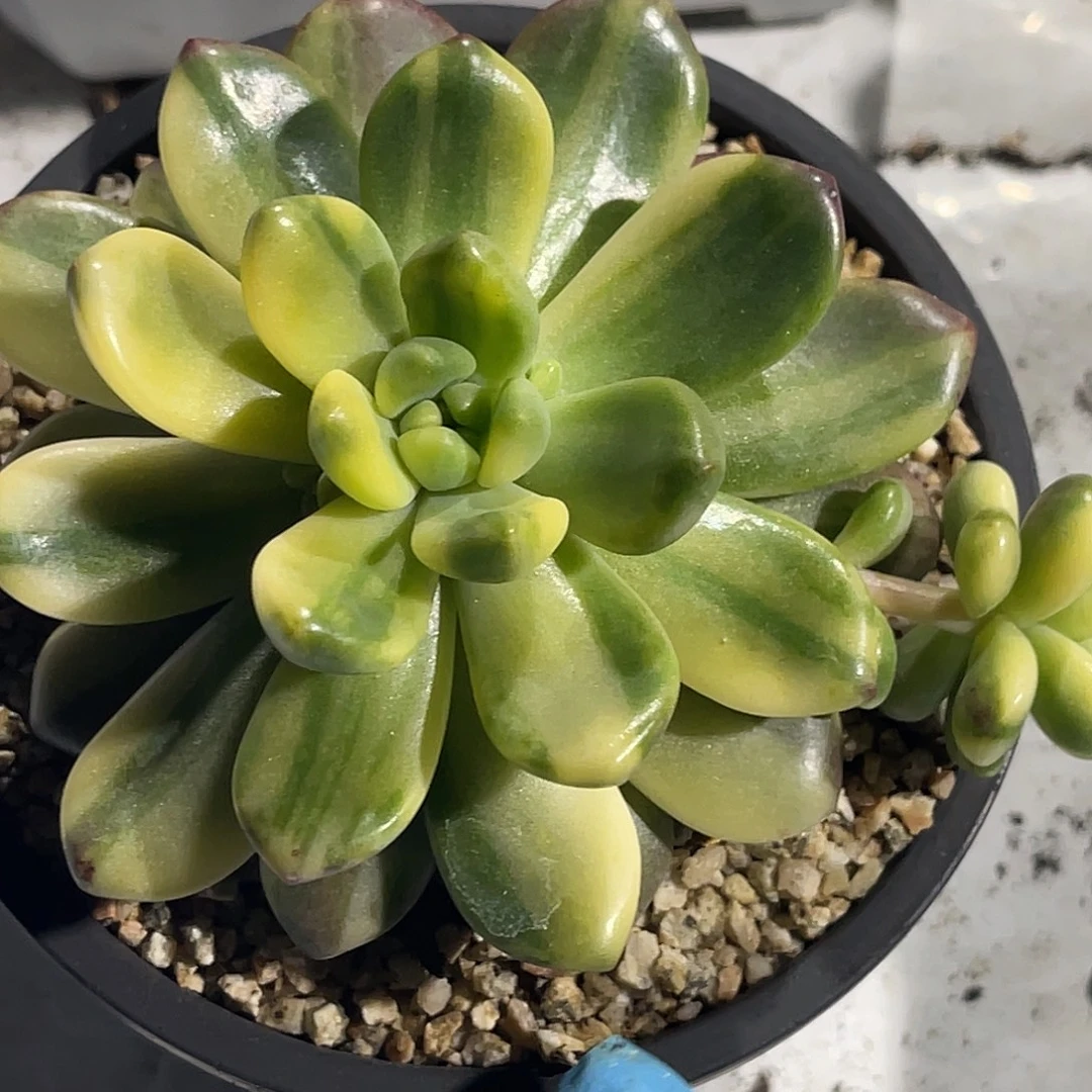 尚品园艺福利锦天堂母本