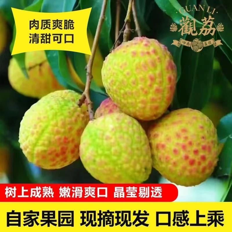 正宗老树观音绿荔枝新鲜现摘广东樟木头特产东莞金河非增城挂绿