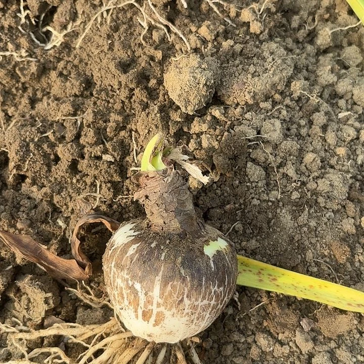 阿弗雷七➕有标包对版