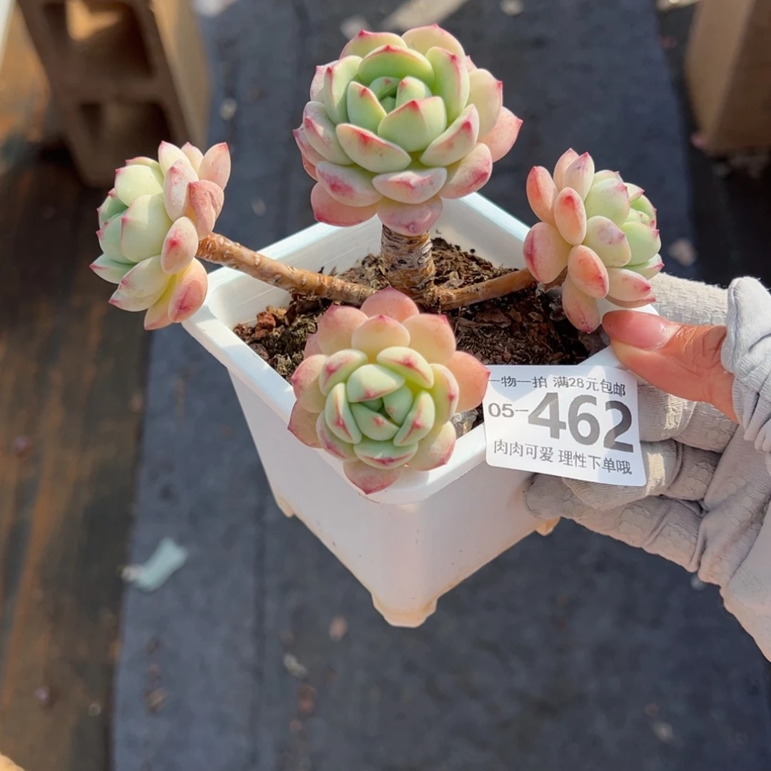 白底香草老桩多肉多肉多肉