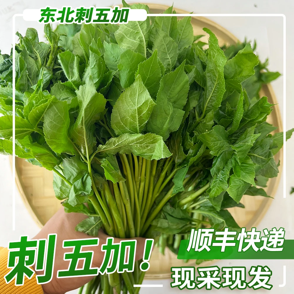 新鲜山菜刺五加东北特产山菜刺果棒刺拐棒蘸酱菜现采现发顺丰快递