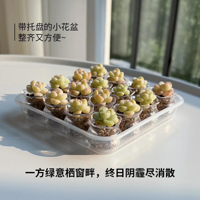 多肉透明塑料鱼缸玻璃拇指花边迷你花园阳台育苗超萌可爱花盆