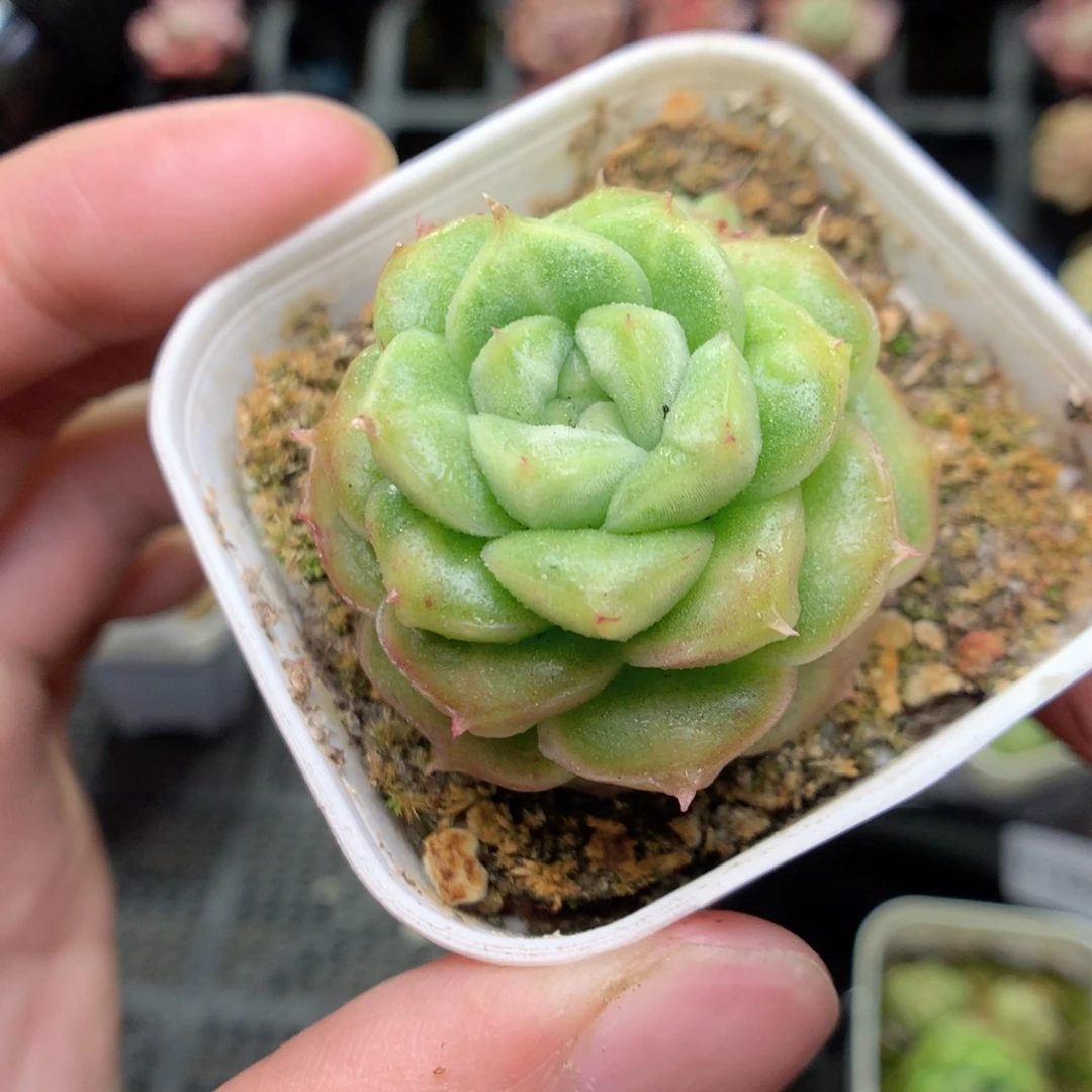 T133y y y y y y y y y