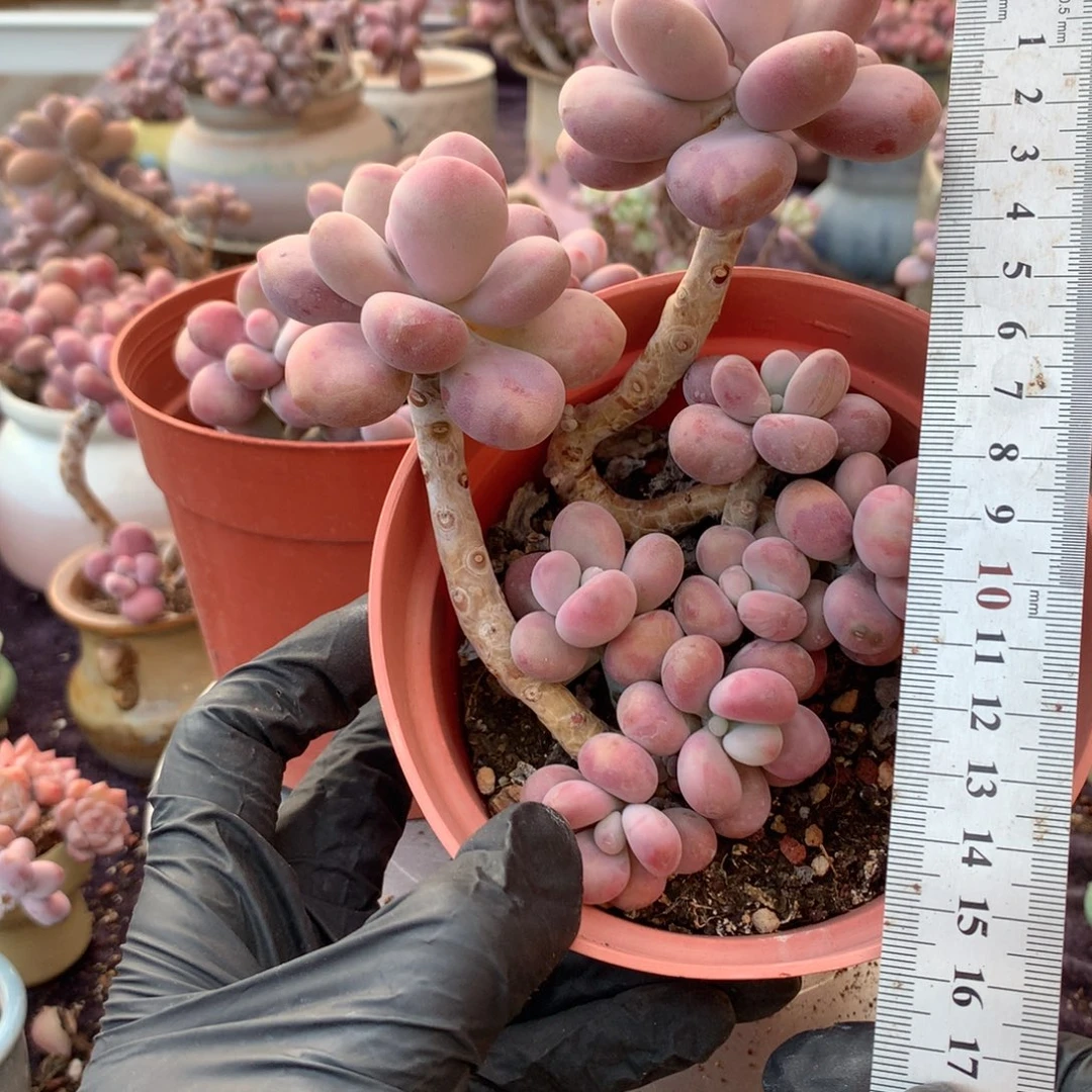 国***关20号不带盆偏远的不包邮的