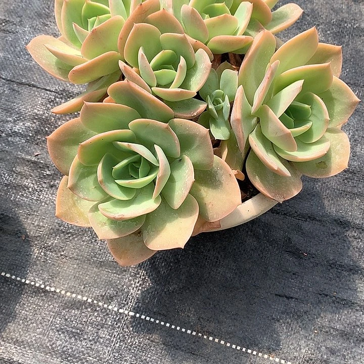 无花朵夏**风多肉植物254255544