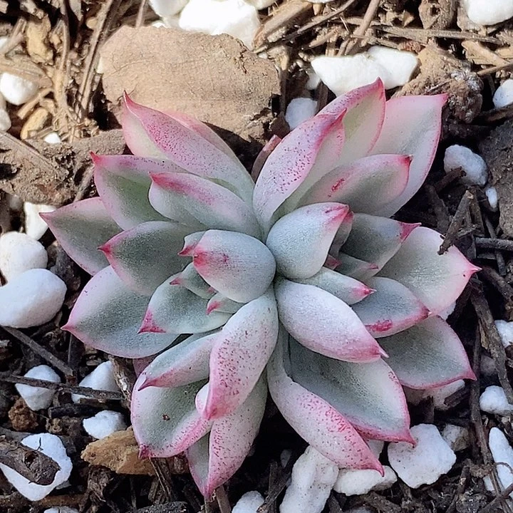 luo y落雁锦一物一拍，