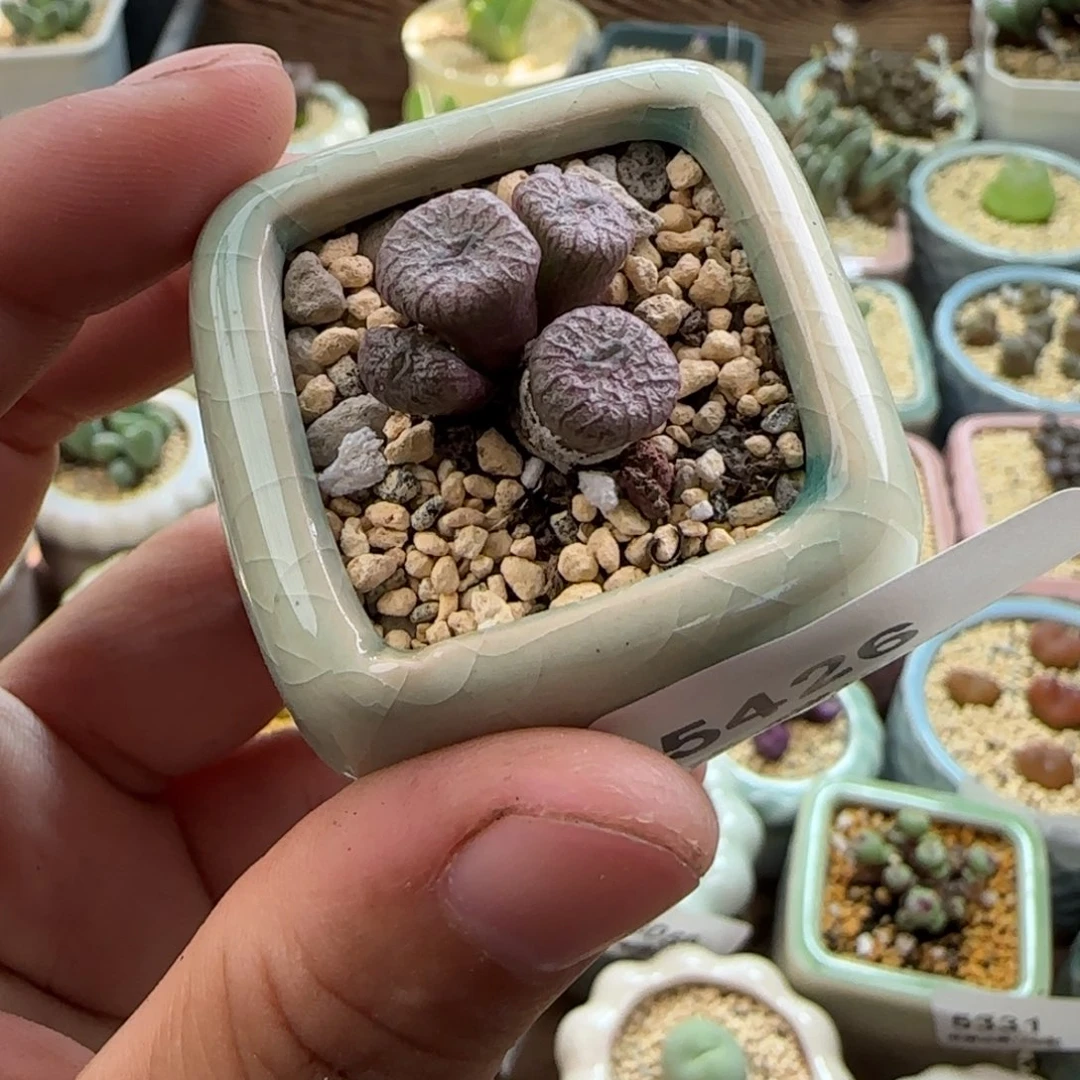 5426--一物一拍 带盆