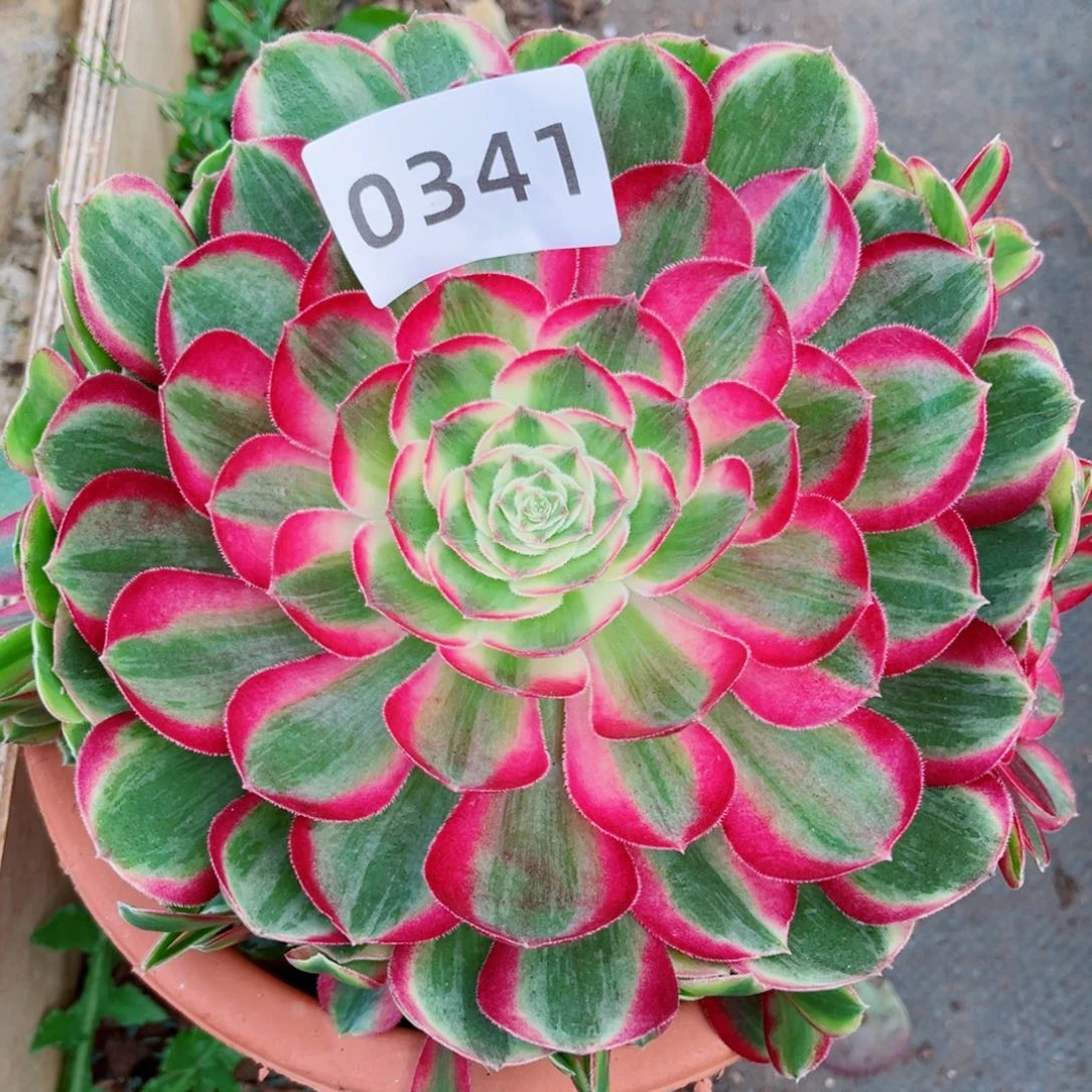 新品孔雀翎多肉发货