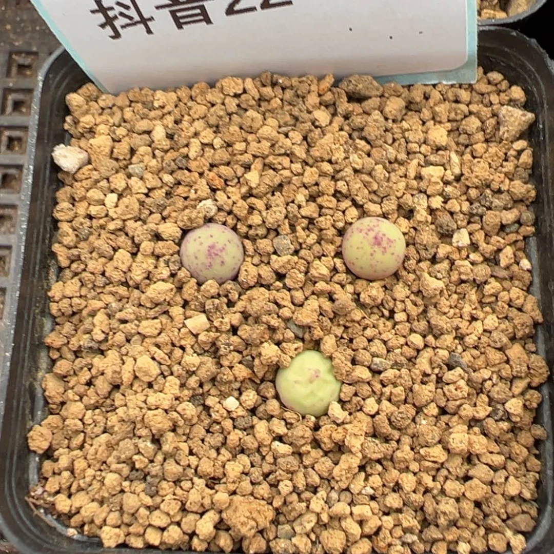 22-33v嘴多肉植物