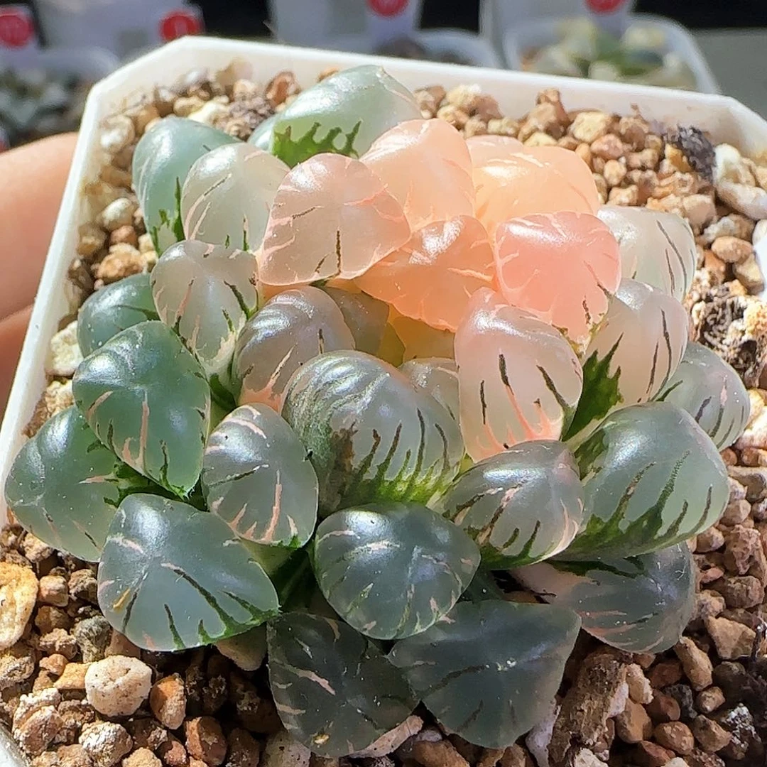 455号大窗冰灯玉露锦一物一拍带盆土